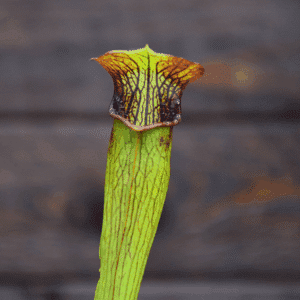 Sarracenia alata - Double flower