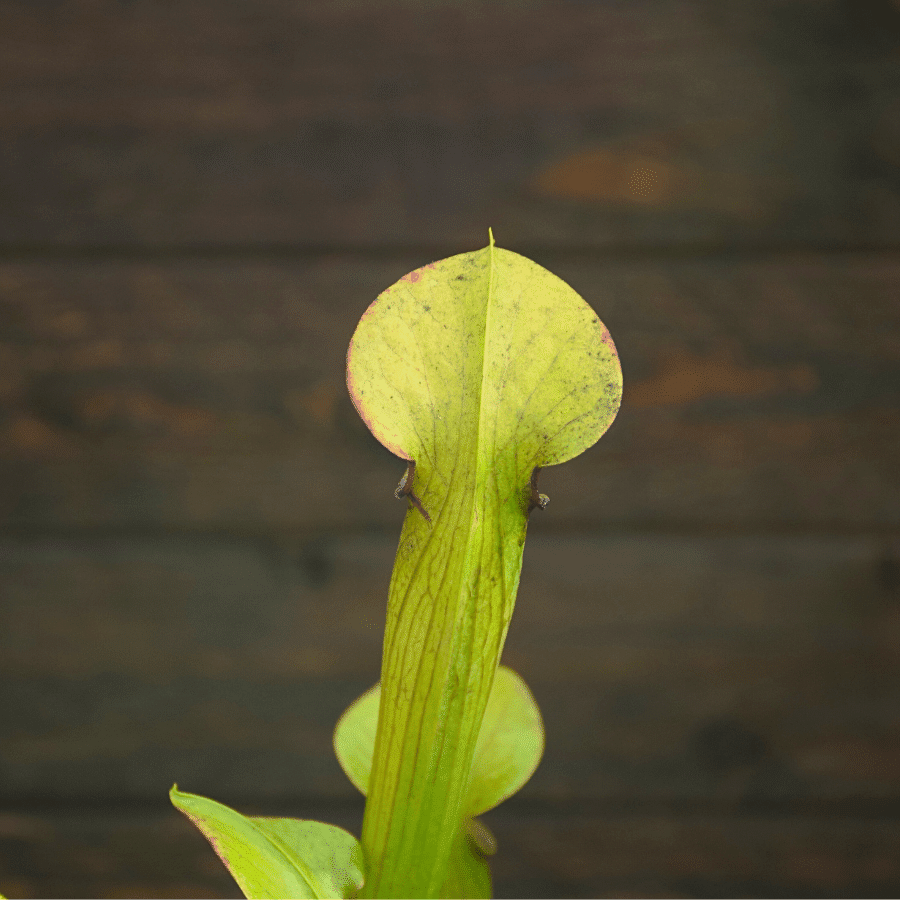 Sarracenia alata var. alata - Lightly veined, AL, Mobile Co.
