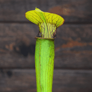 Sarracenia alata var. alata - Lightly veined, AL, Mobile Co.