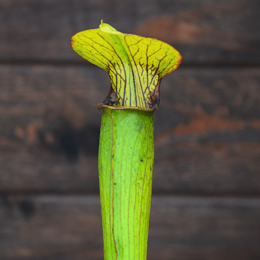 Sarracenia alata var. alata - Lightly veined, AL, Mobile Co.