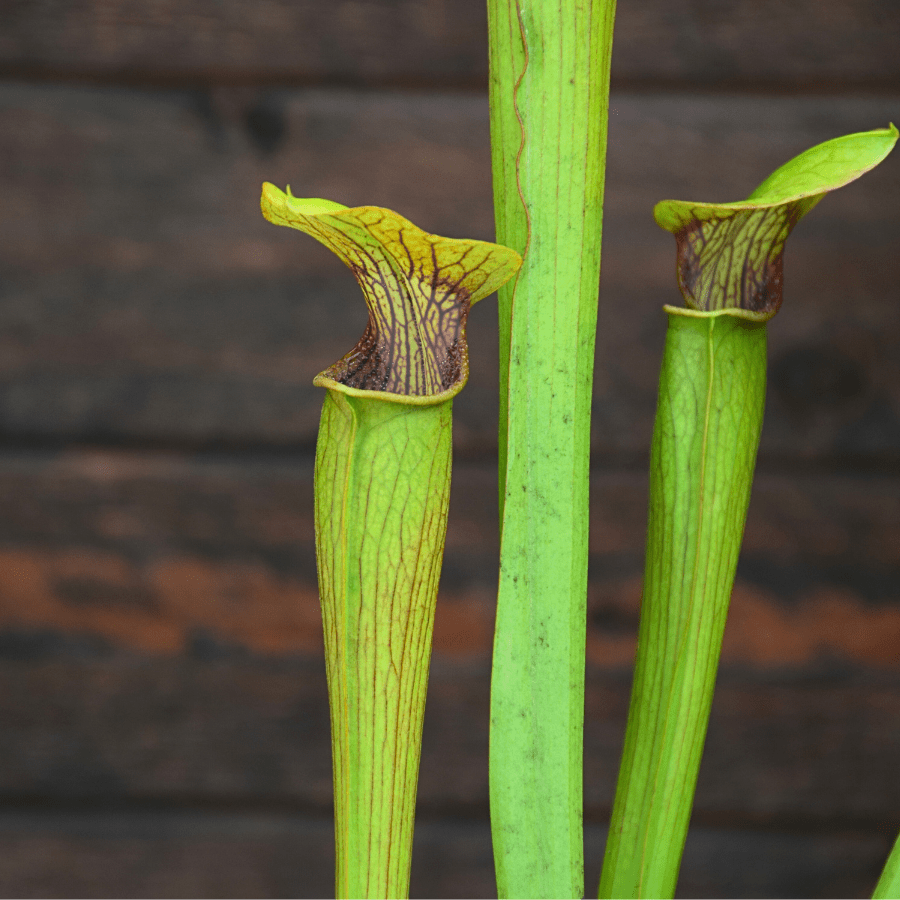 Sarracenia alata var. alata - Lightly veined, AL, Mobile Co.