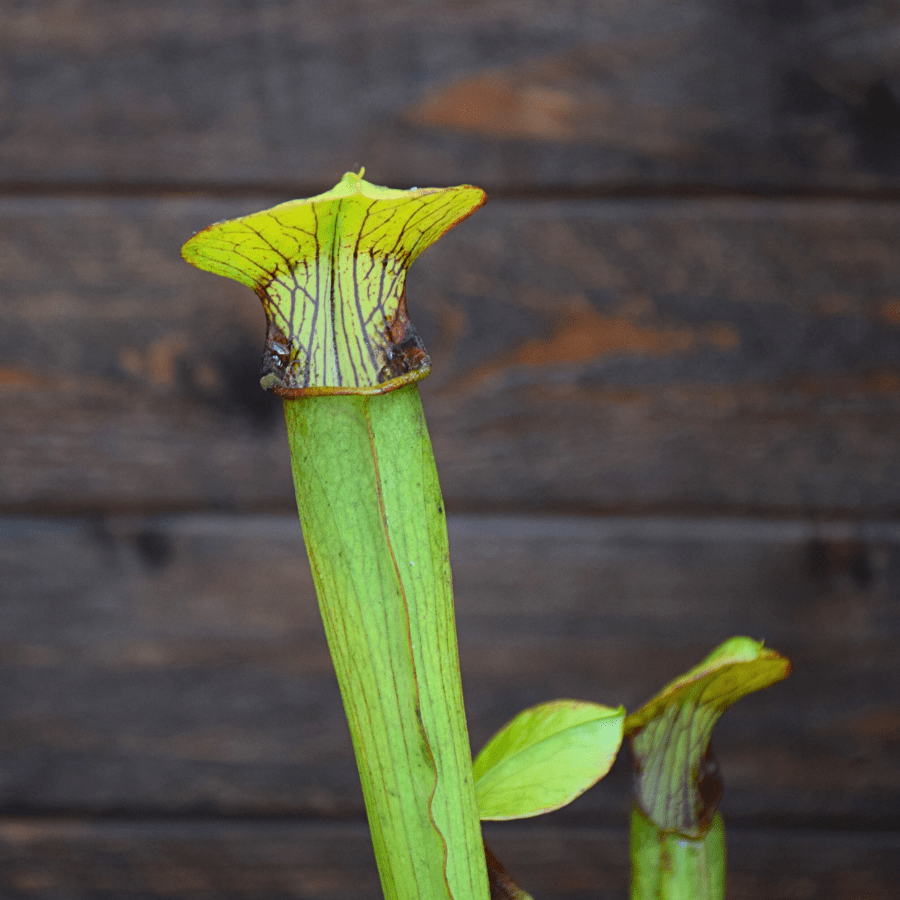 Sarracenia alata var. alata - Lightly veined, AL, Mobile Co.