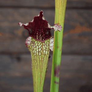 Sarracenia x areolata "Fegatone"