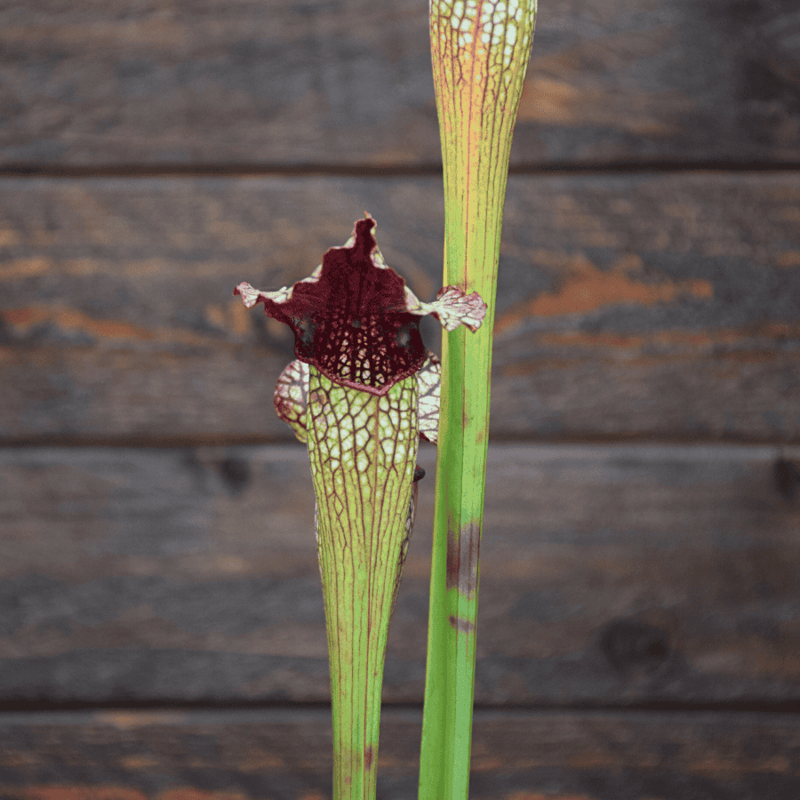 Sarracenia x areolata "Fegatone"