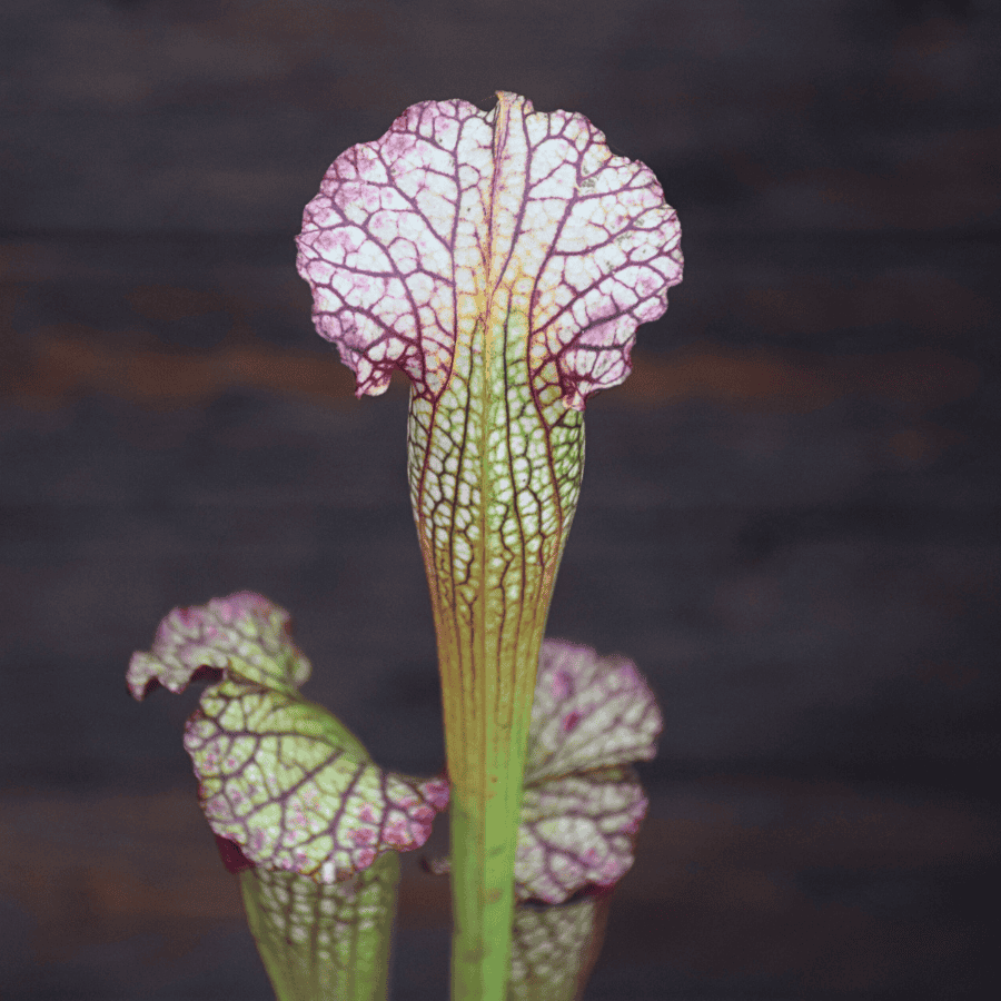 Sarracenia x areolata "Fegatone"