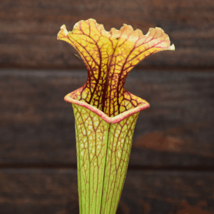 Sarracenia x moorei (ipX10, Insektenfang plants)