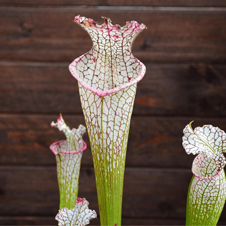 Sarracenia leucophylla 'Mont Blanc'