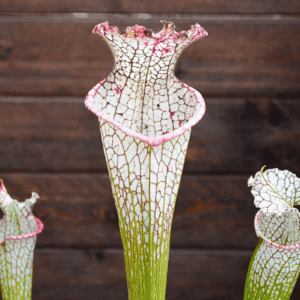 Sarracenia leucophylla 'Mont Blanc'
