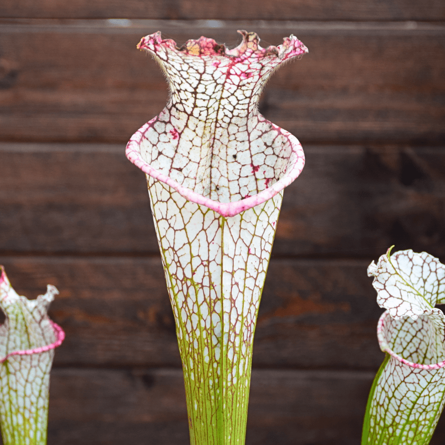 Sarracenia leucophylla 'Mont Blanc'