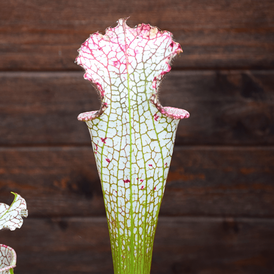 Sarracenia leucophylla 'Mont Blanc'