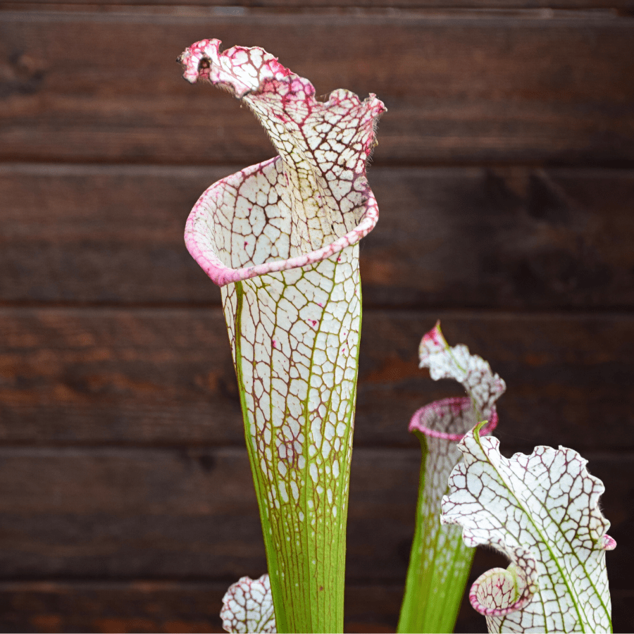 Sarracenia leucophylla 'Mont Blanc'