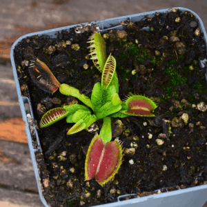 Dionaea muscipula - 'Lézard Vert'