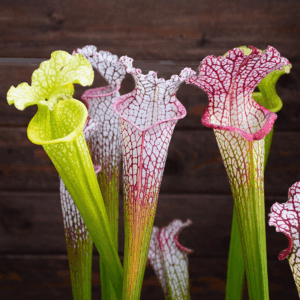 PACK 3 Sarracenia leucophylla
