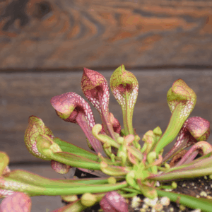 Sarracenia psittacina