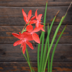 Schizostylis coccinea 'Major'