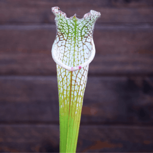 Sarracenia leucophylla - Slack's nurserie