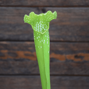 Sarracenia x Green Monster