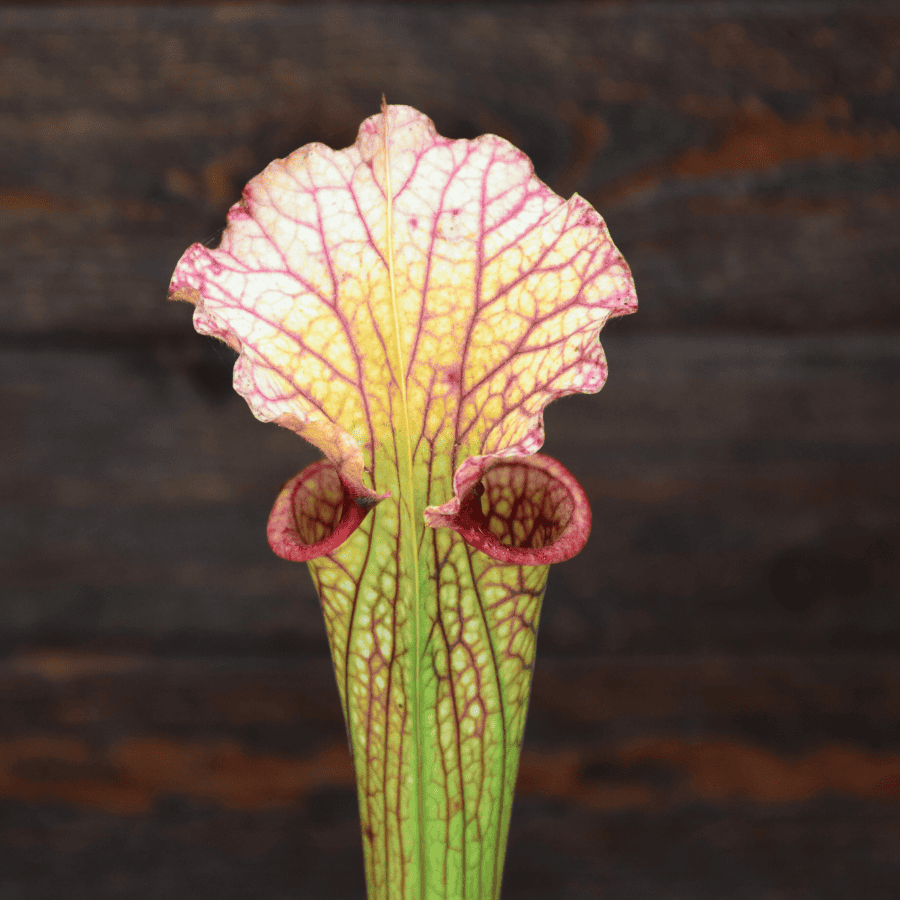 Sarracenia x moorei, A. Slack 1987, H25 PJ-Plants 2004