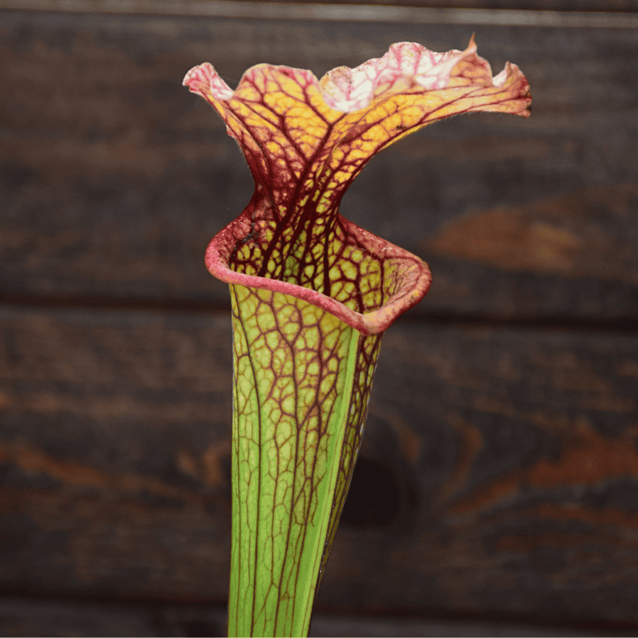 Sarracenia x moorei, A. Slack 1987, H25 PJ-Plants 2004