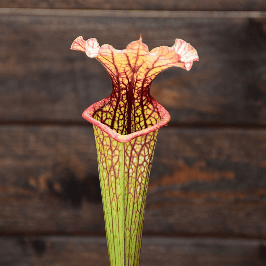 Sarracenia x moorei, A. Slack 1987, H25 PJ-Plants 2004