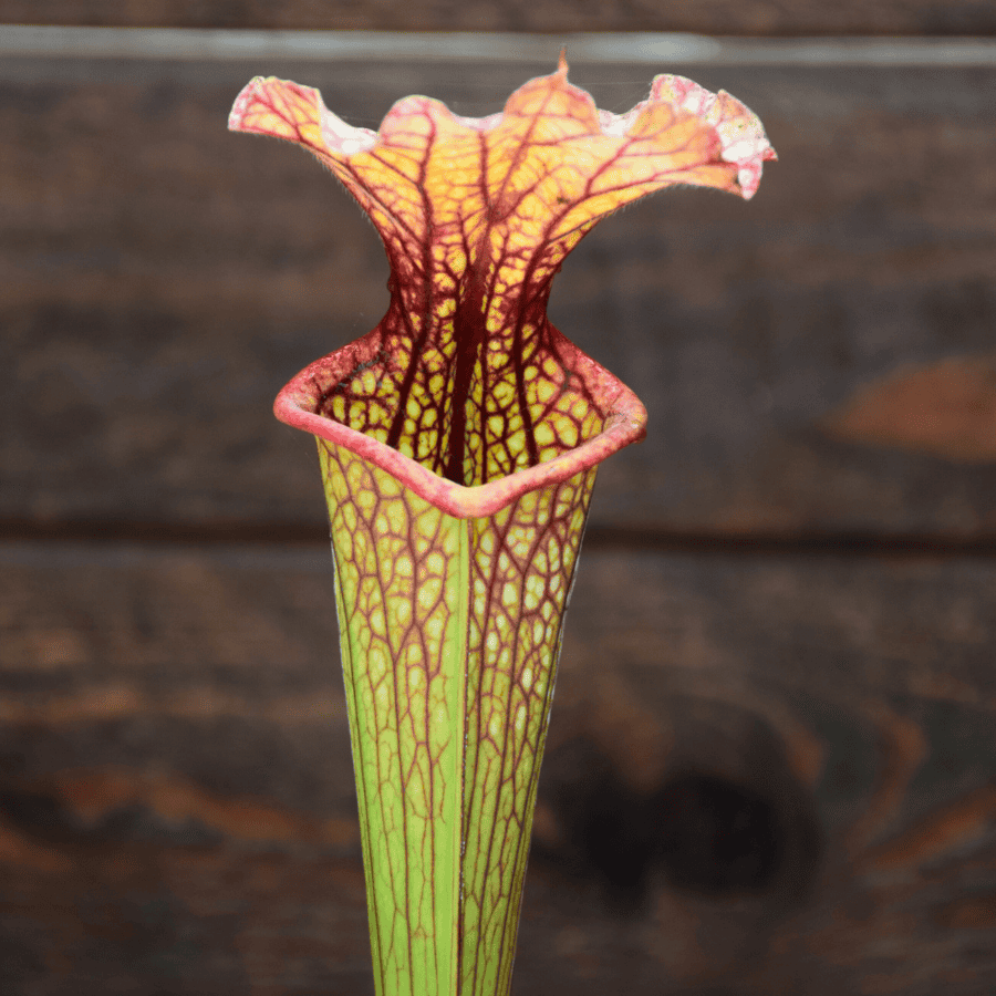 Sarracenia x moorei, A. Slack 1987, H25 PJ-Plants 2004