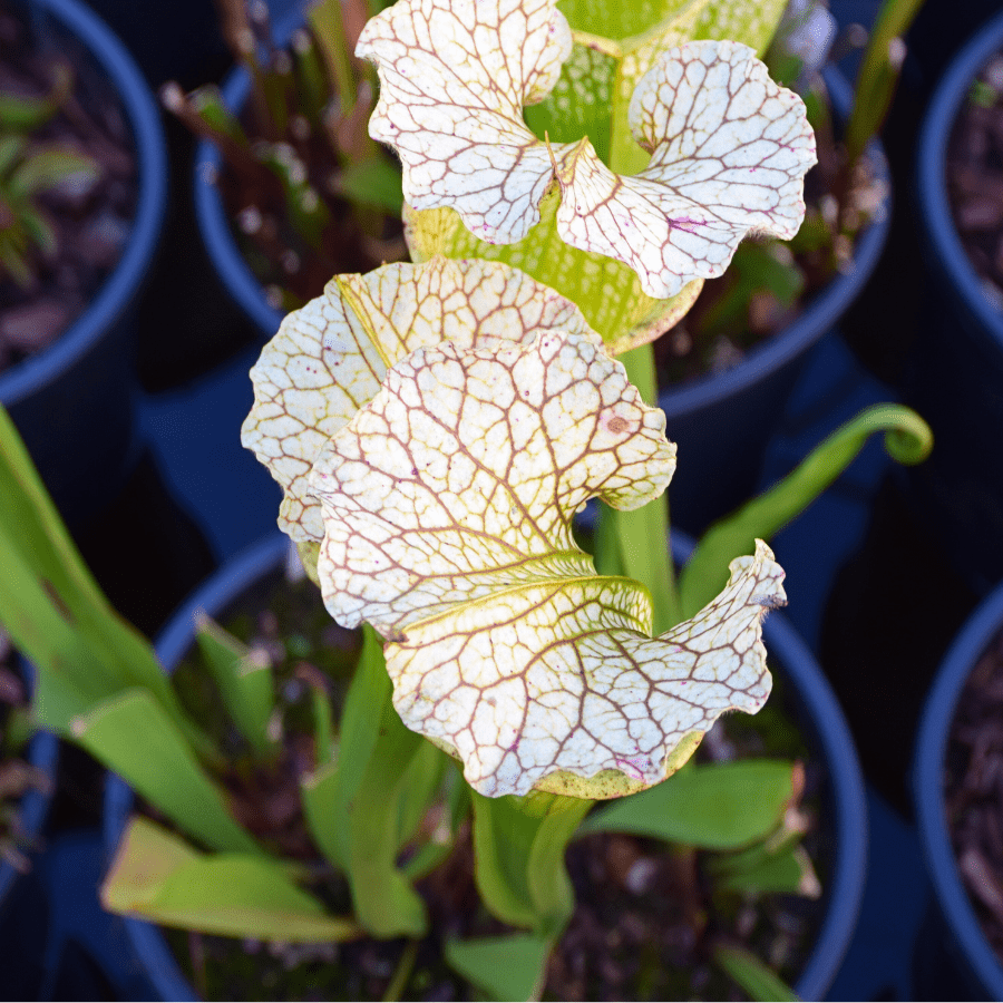 Sarracenia x moorei 'Wilkerson White Knight'