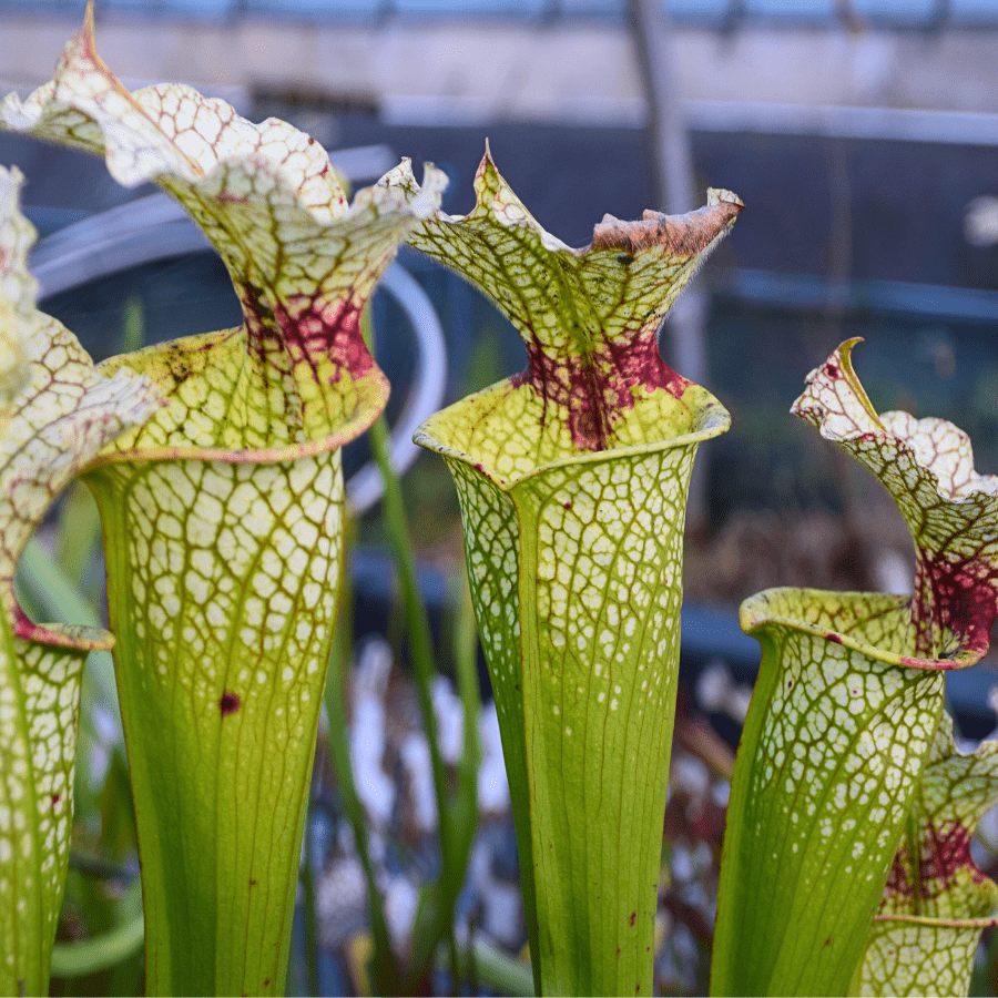 Sarracenia x moorei 'Wilkerson White Knight'