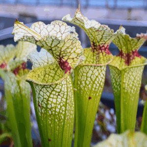 Sarracenia x moorei 'Wilkerson White Knight'