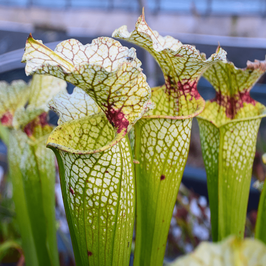 Sarracenia x moorei 'Wilkerson White Knight'