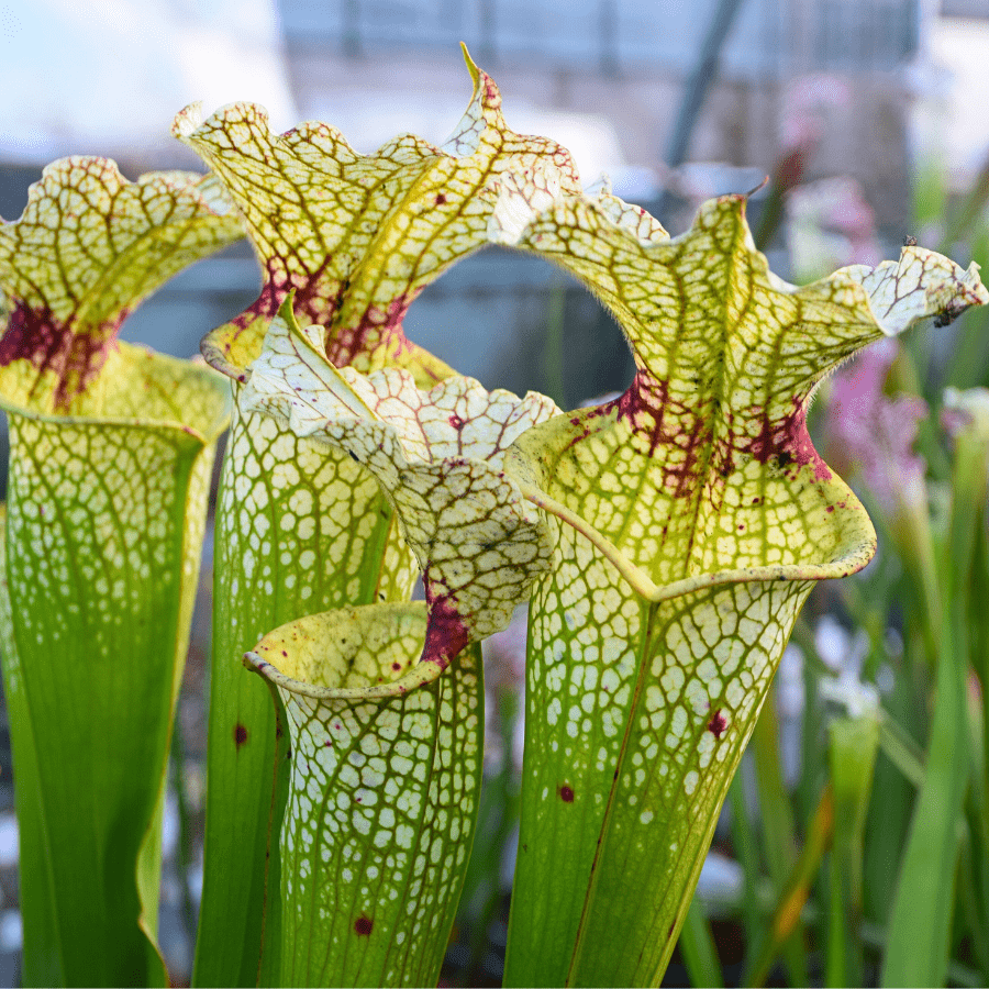 Sarracenia x moorei 'Wilkerson White Knight'