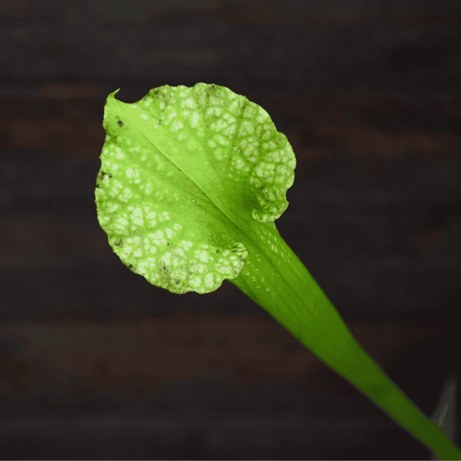Sarracenia x moorei Anthocyanin Free, All Green Form