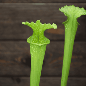 Sarracenia x moorei Anthocyanin Free, All Green Form