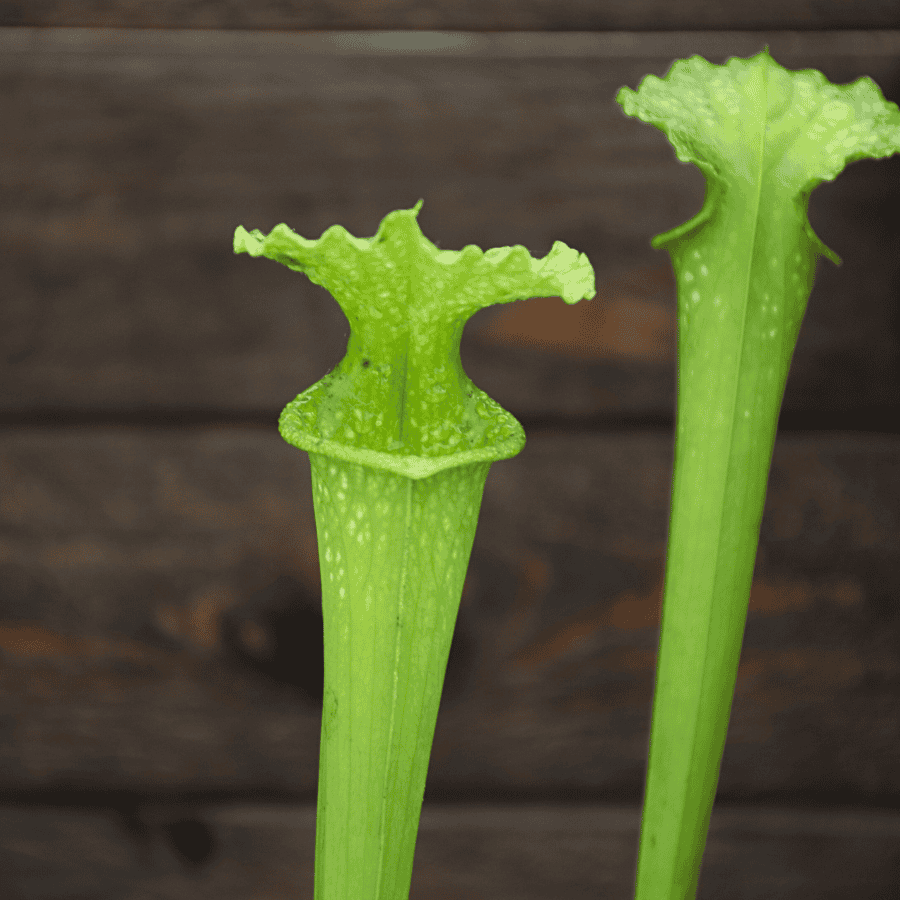 Sarracenia x moorei Anthocyanin Free, All Green Form