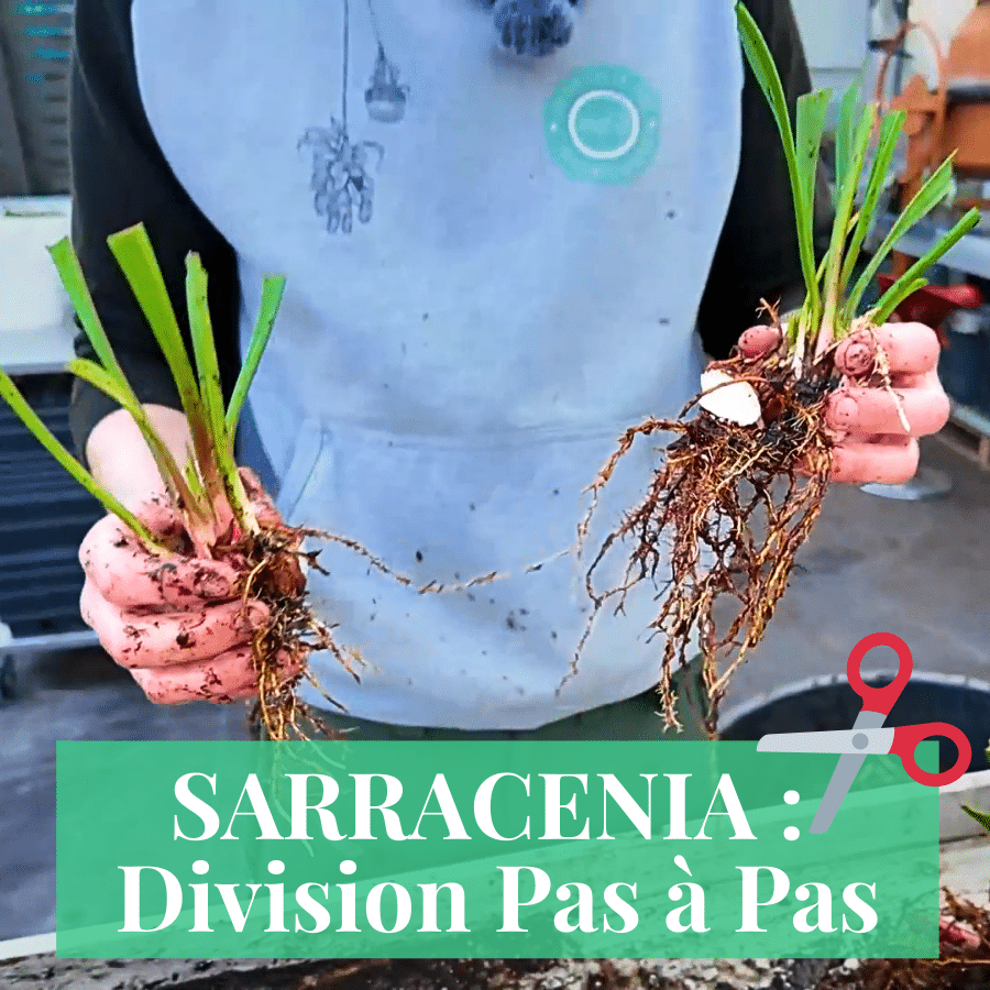 Sarracenia : Division Pas à Pas