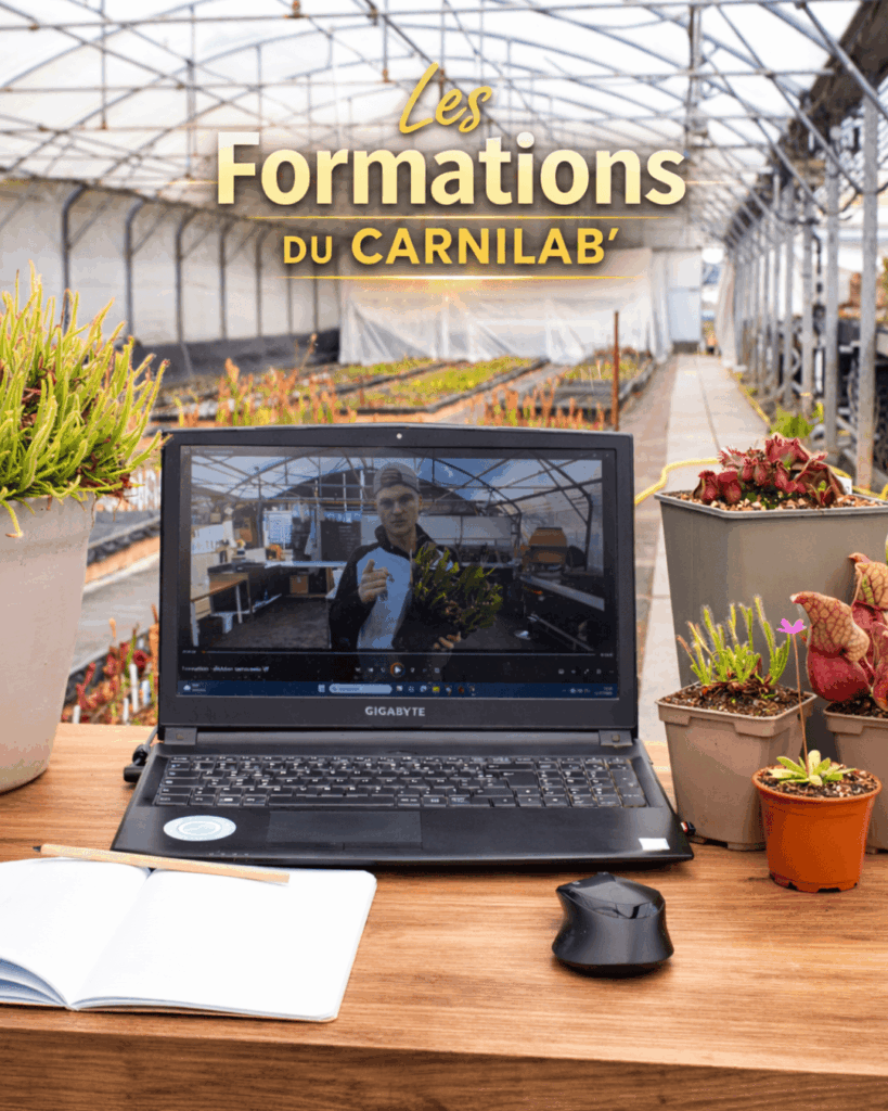 Les Formations
