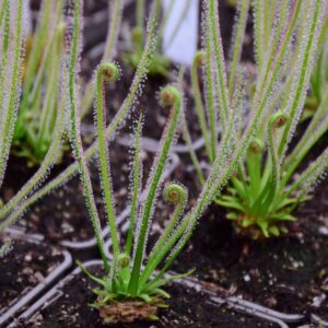 Drosera filiformis var. tracyi