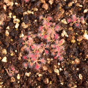 Drosera omissa x pulchella