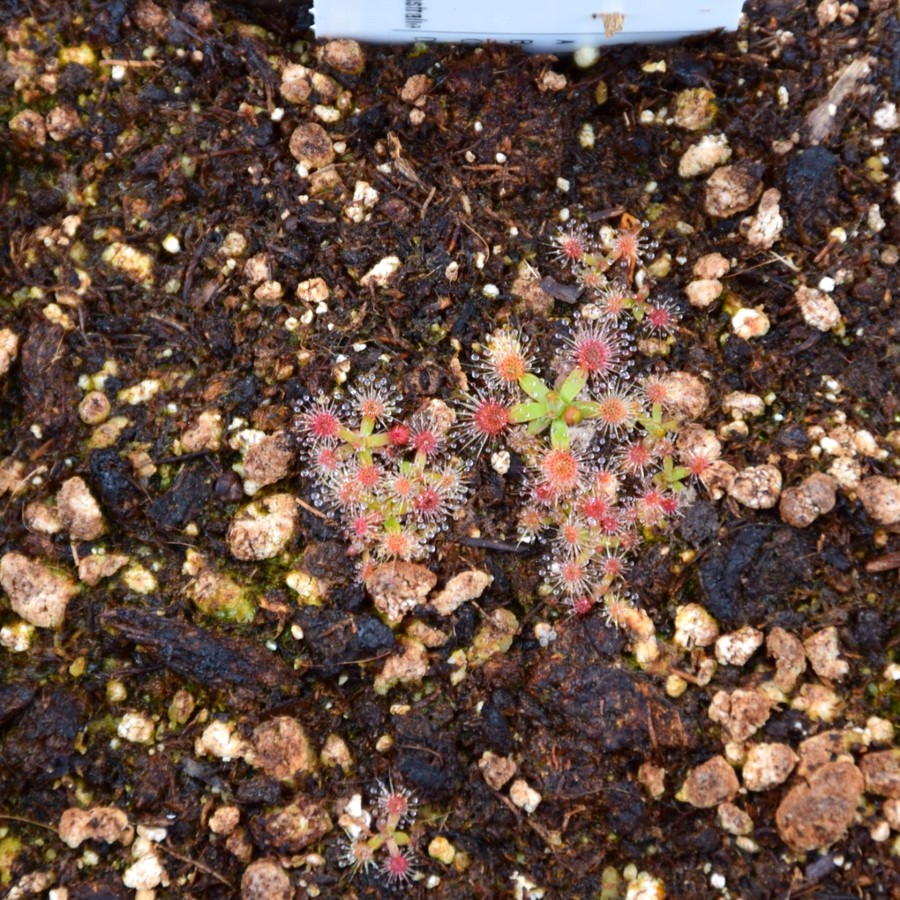 Drosera pulchella "pink flower"