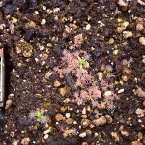 Drosera pulchella "orange flower"
