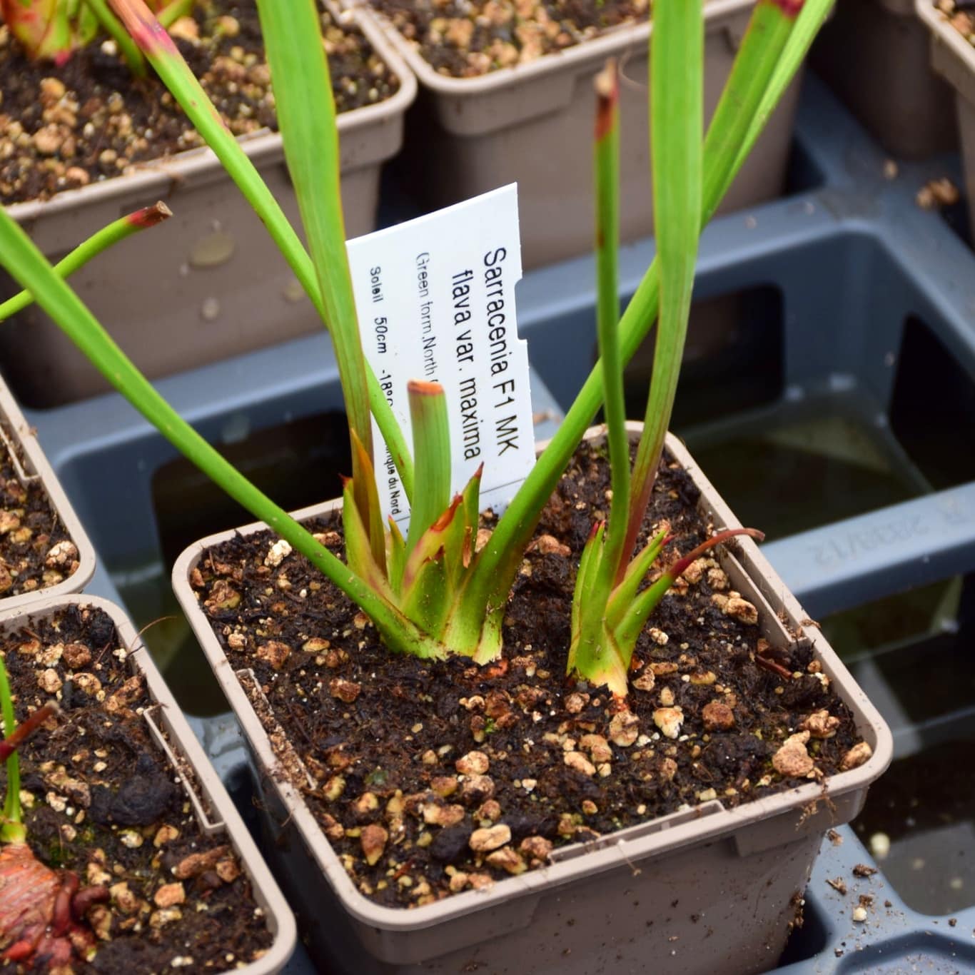 Sarracenia flava var. maxima Green form, North Carolina - F1 MK