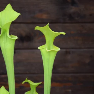 Sarracenia flava var. maxima Green form, North Carolina - F1 MK