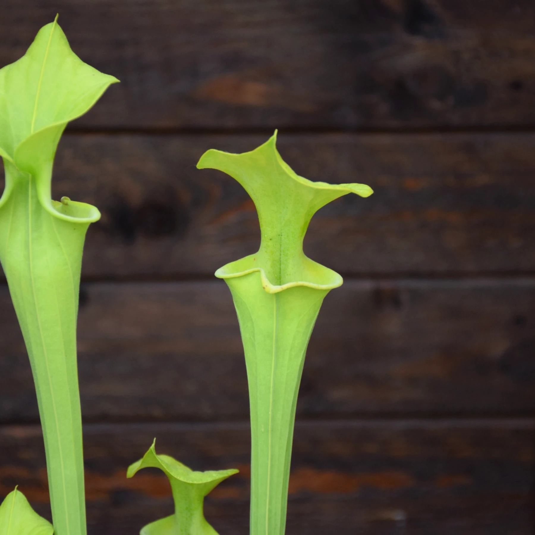 Sarracenia flava var. maxima Green form, North Carolina - F1 MK