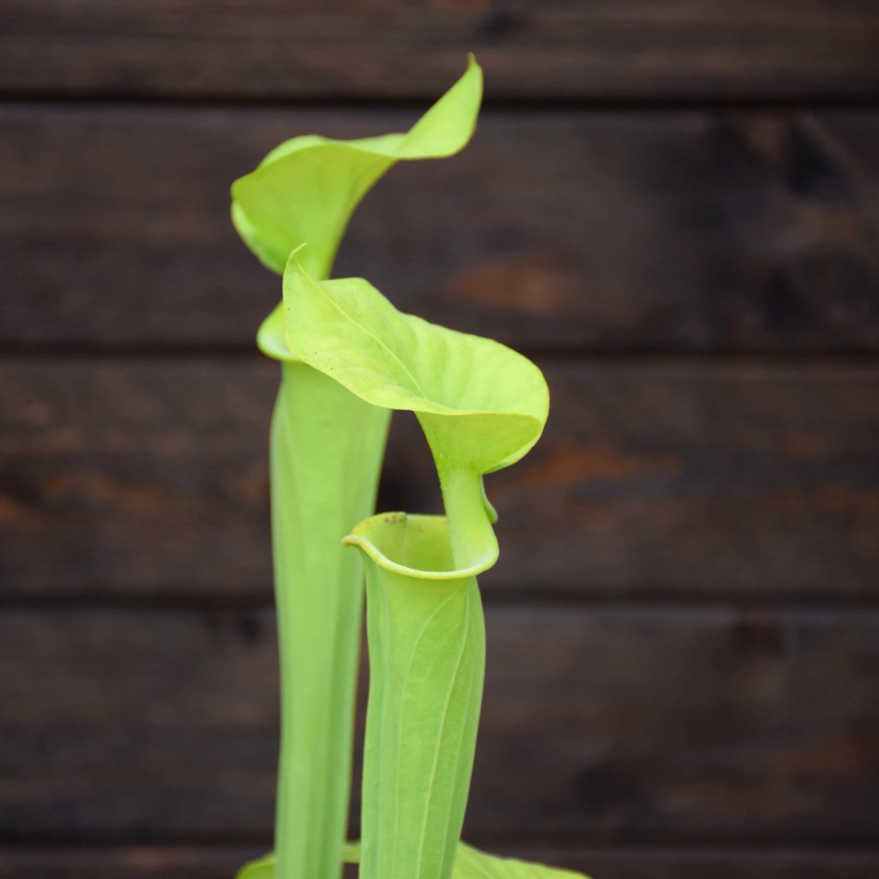 Sarracenia flava var. maxima Green form, North Carolina - F1 MK