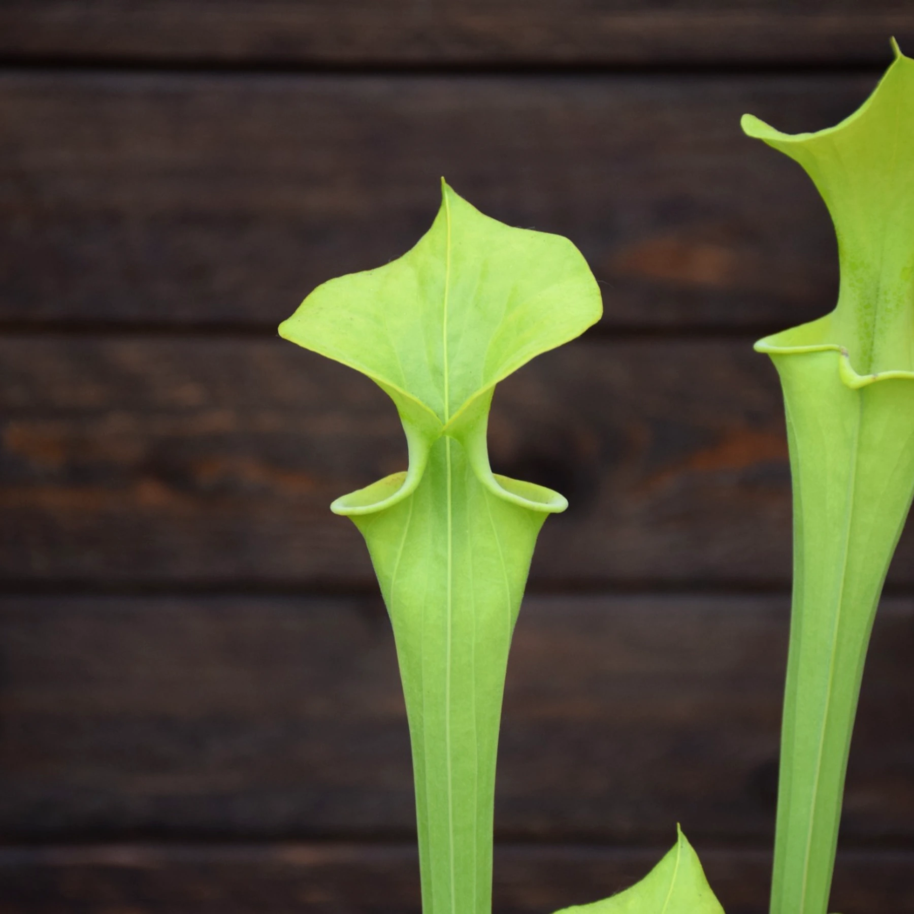 Sarracenia flava var. maxima Green form, North Carolina - F1 MK