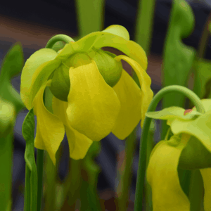 Sarracenia flava var. ornata - F123MK