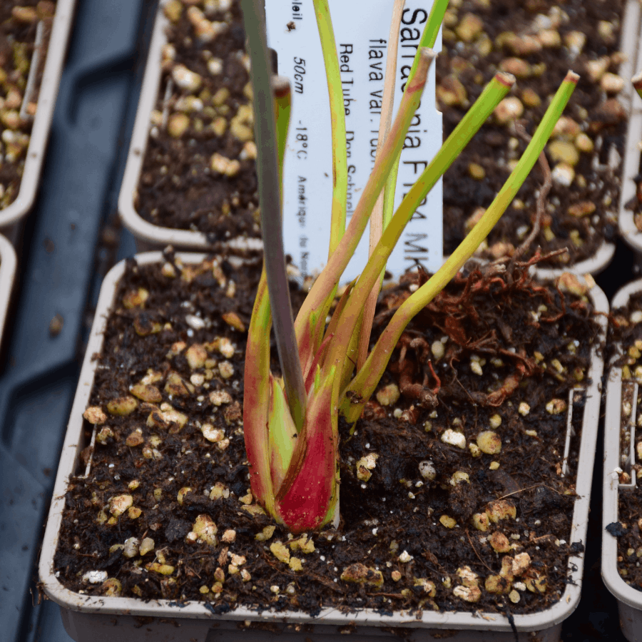 Sarracenia flava var. rubricorpora Red tube - Don Schnell (JA) - F124 MK – Image 2