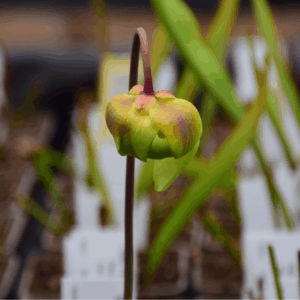 Sarracenia flava var. rubricorpora Red tube - Don Schnell (JA) - F124 MK