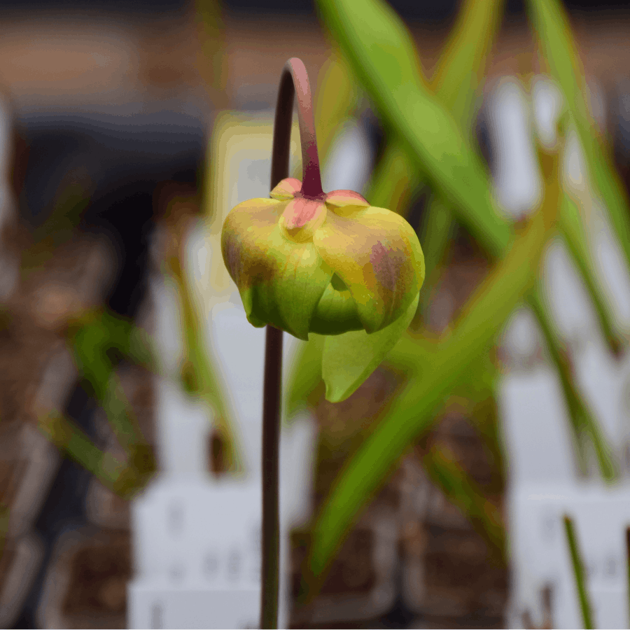 Sarracenia flava var. rubricorpora Red tube - Don Schnell (JA) - F124 MK