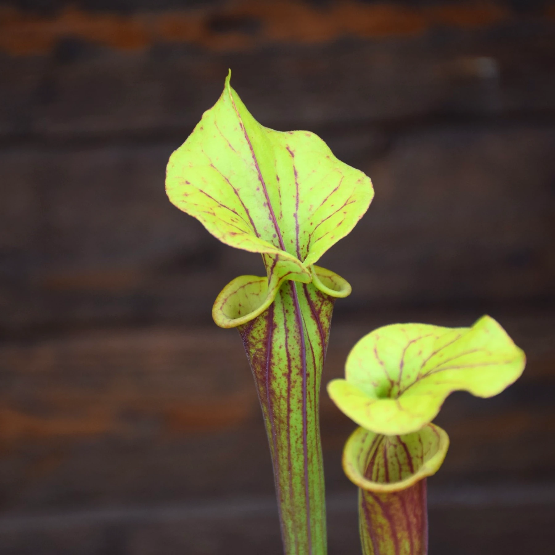 Sarracenia flava var. rubricorpora Red tube - F124 MK