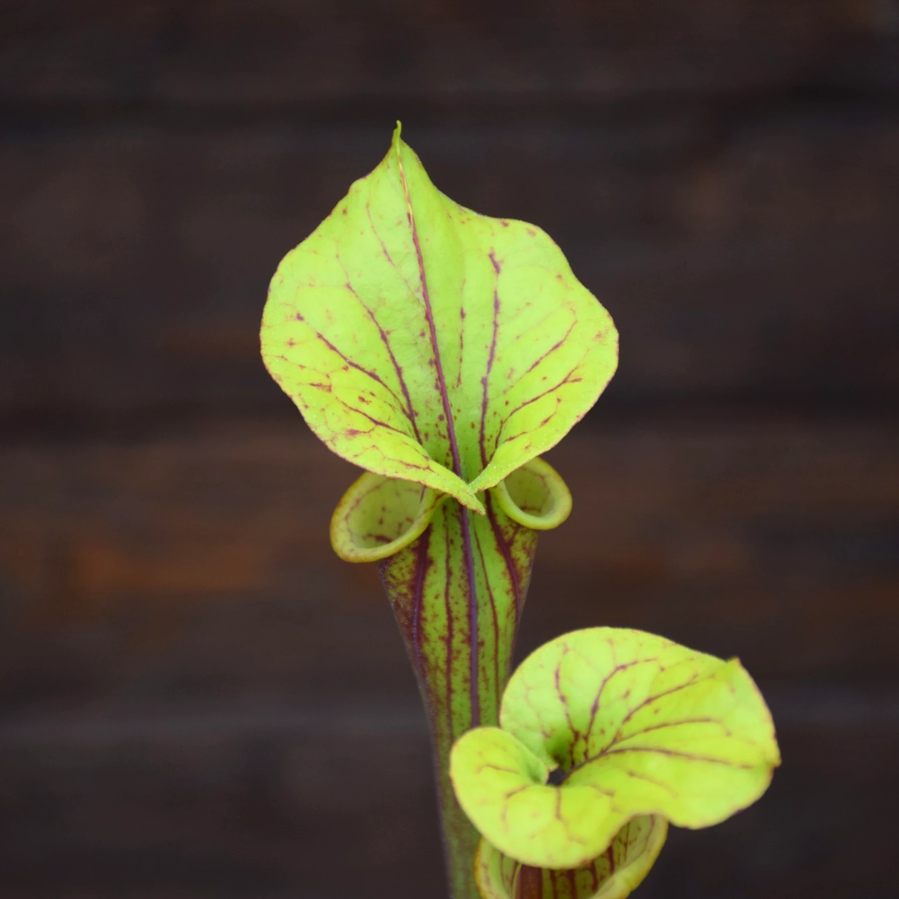 Sarracenia flava var. rubricorpora Red tube - F124 MK